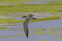 Laguna de Gallocanta